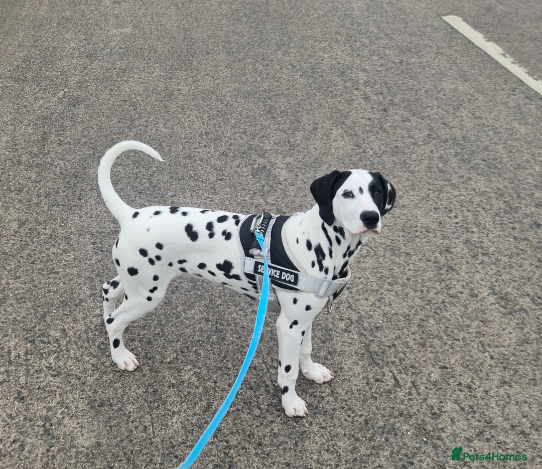 Dalmatian dogs for sale: 4 female Dalmatian puppies in Hull - Advert 1