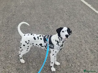 Dalmatian dogs 4 female Dalmatian puppies - Advert 2