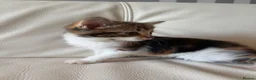 Mixed Breed cats for sale: 4 beautiful kittens  - Advert 19