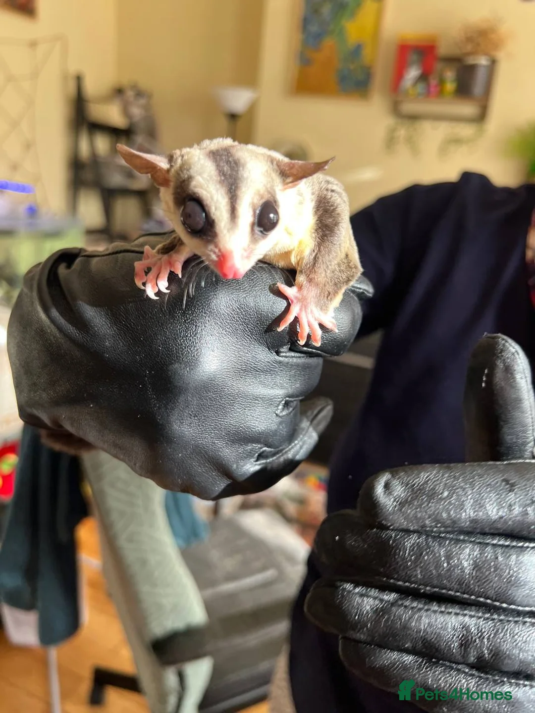 Sugar Glider rodents for sale: ✨ EXCEPTIONAL SUGAR GLIDER CLAN  - Advert 35