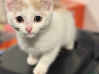 Mixed Breed cats Stunning white n ginger male kitten - Advert 1