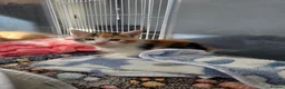 Mixed Breed cats for sale: Three tabby kittens  - Advert 6