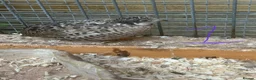 Quail poultry for sale: Chinese painted quail hatching eggs  in Woodbridge - Advert 5