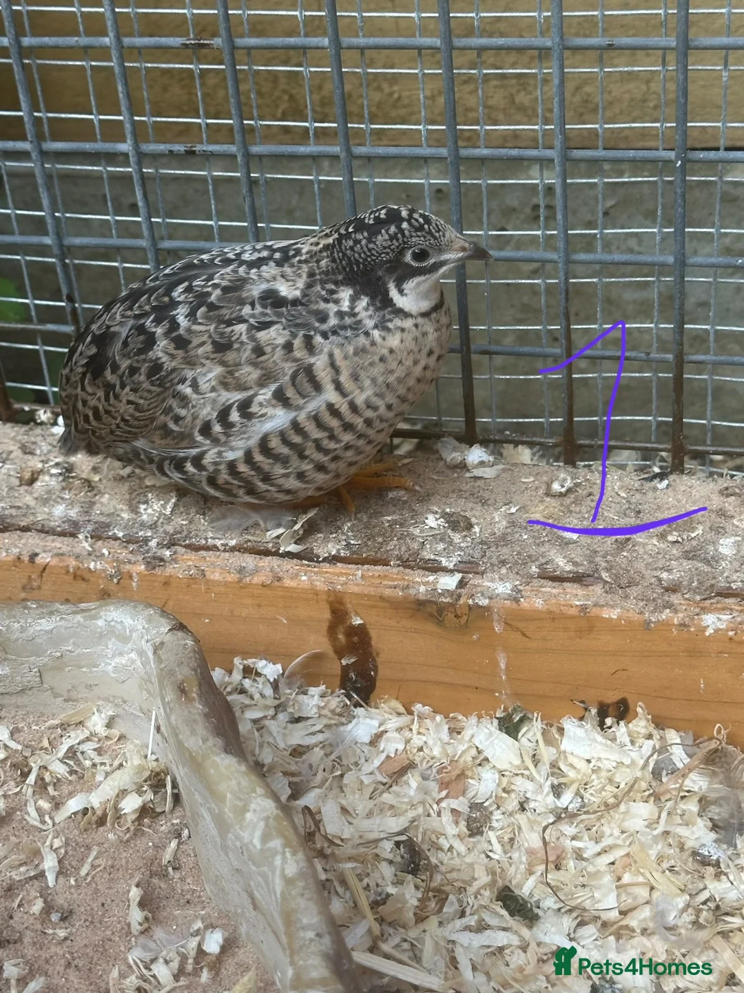 Quail poultry for sale: Chinese painted quail hatching eggs  in Woodbridge - Advert 5