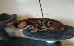 Bengal cats for sale: Pedigree Bengal Kittens  - Image 6
