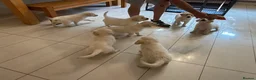 Golden Retriever dogs for sale: Beautiful KC Registered Golden Retriever Puppies in Wisbech - Advert 23
