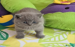 British Shorthair cats for sale: ⚜️British ShortHair Blue &Lilac kittens ⚜️GCCF ⚜️ - Image 12