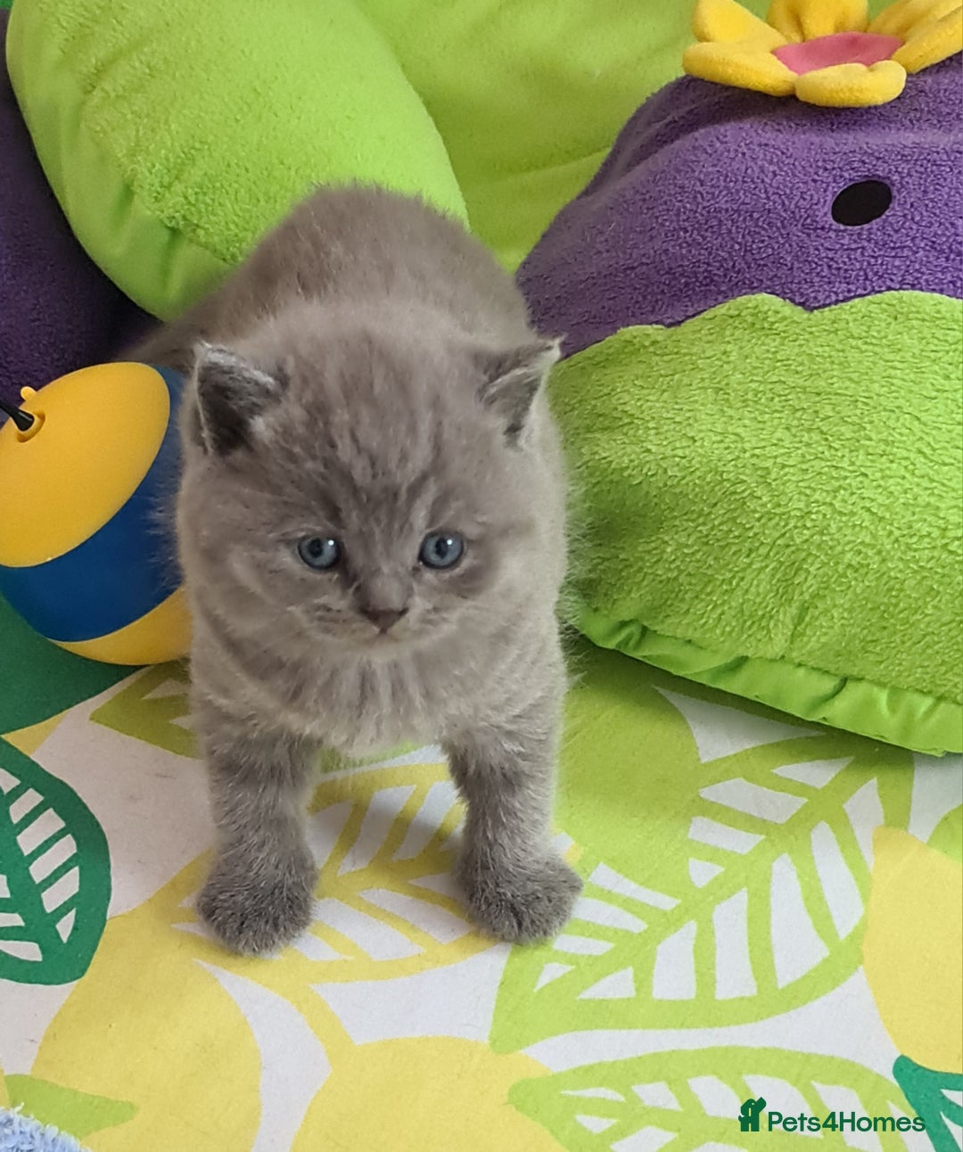 British Shorthair cats for sale: ⚜️British ShortHair Blue &Lilac kittens ⚜️GCCF ⚜️ - Image 12