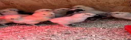 Mixed Breed poultry for sale: Ducks, ducklings, pullets, chicks - Advert 12