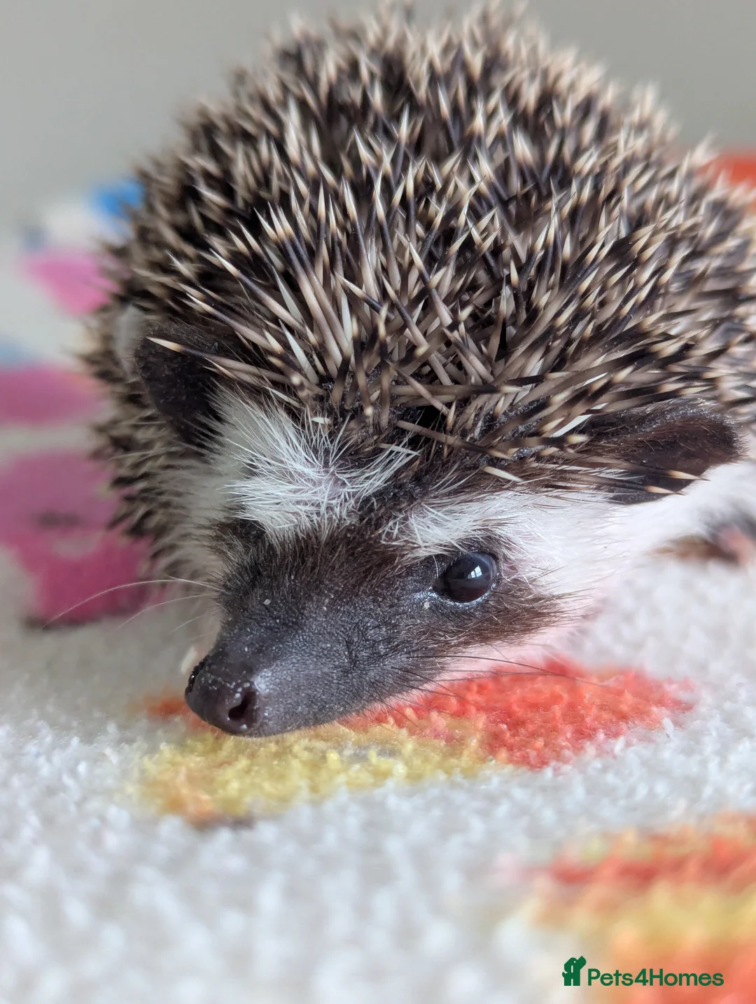 Pygmy Hedgehog rodents for sale: Beautiful Hoglets Ready for 5* Homes - Advert 5