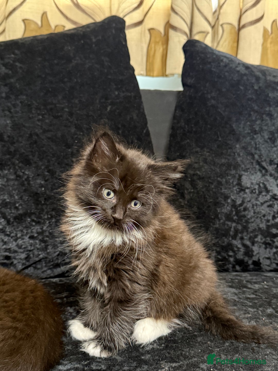 Maine Coon cats for sale: Half Mainecoon and Half British Shorthair  - Advert 21