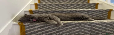 British Longhair 1