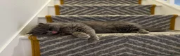 British Longhair cats for sale: british long hair female - Advert 6