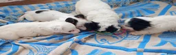 Jack Russell dogs for sale: Jack russell puppies ready now  in Badminton - Advert 7