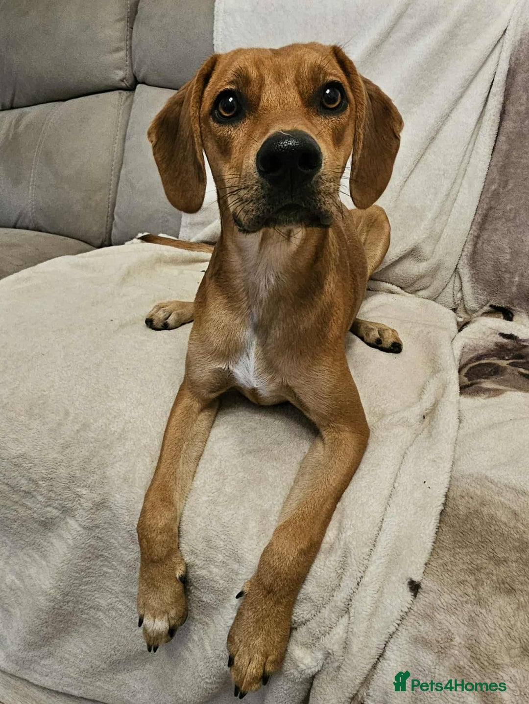 Mixed Breed dogs for adoption: RUBY – 7.5 months old, girl, Mix with Vizla / Lab - Image 5