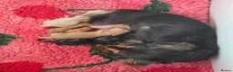 Miniature Dachshund dogs for stud: Cream stud long hair  - Advert 3