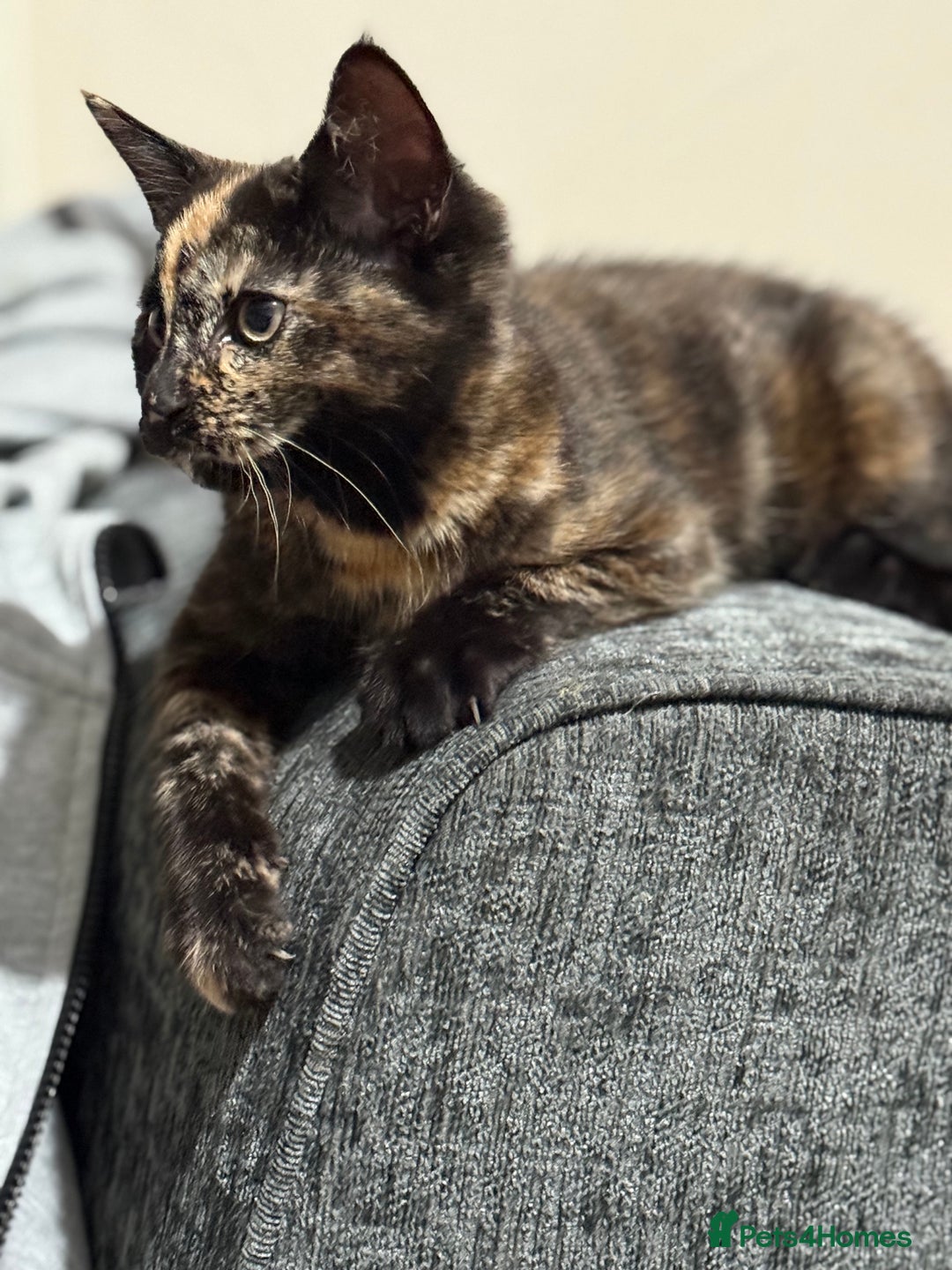 Mixed Breed cats for sale: Beautiful Persian x Russian blue kitten - Advert 2