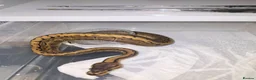 Python Snake reptiles for sale: Royal python/ corn snake / hatchling / adults  in Elland - Advert 7
