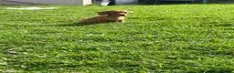 Miniature Dachshund dogs for sale: Kc registered  - Advert 3