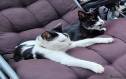 Mixed Breed cats for sale: Mixed cats - Image 1