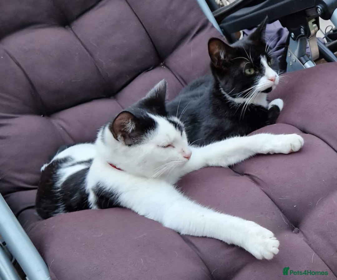 Mixed Breed cats for sale: Mixed cats - Image 1