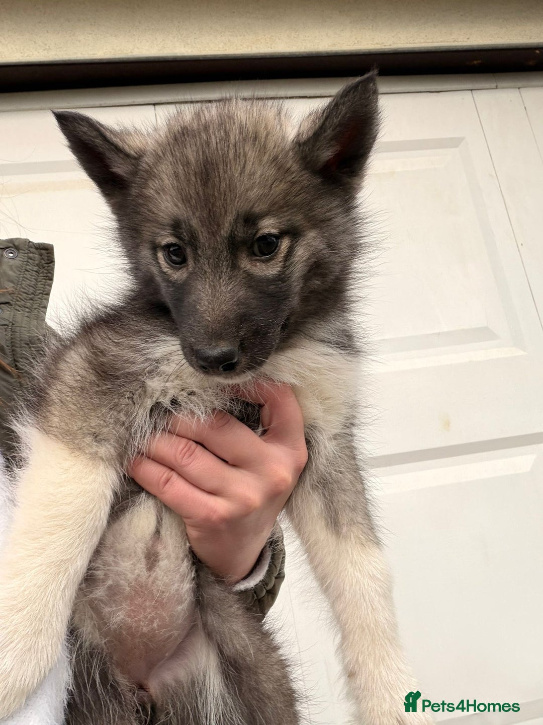 Siberian Husky dogs for sale:  ** ❄️ RARE Husky Puppies Ready ❄️ **  - Advert 7