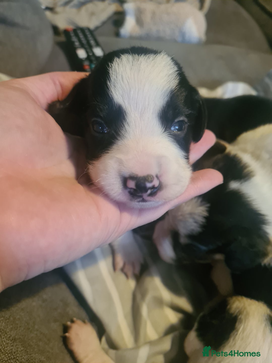 Sprollie dogs for sale: Sprollies - Image 15