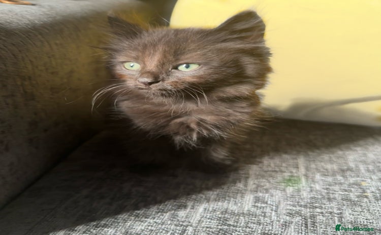 Maine Coon cats - Advert 1