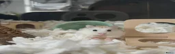 Hamster rodents for sale: Robo hamster with every inside the cage + the cage - Advert 2