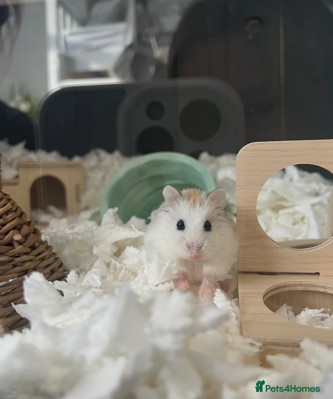 Hamster rodents for sale: Robo hamster with every inside the cage + the cage - Advert 2