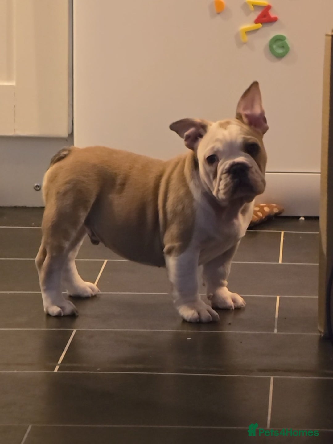 Mixed Breed dogs for sale: Mum frenchie dad English bulldog  - Image 7