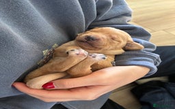 Labrador Retriever dogs for sale: Golden and Fox Red Labrador Retriever puppies - Image 1