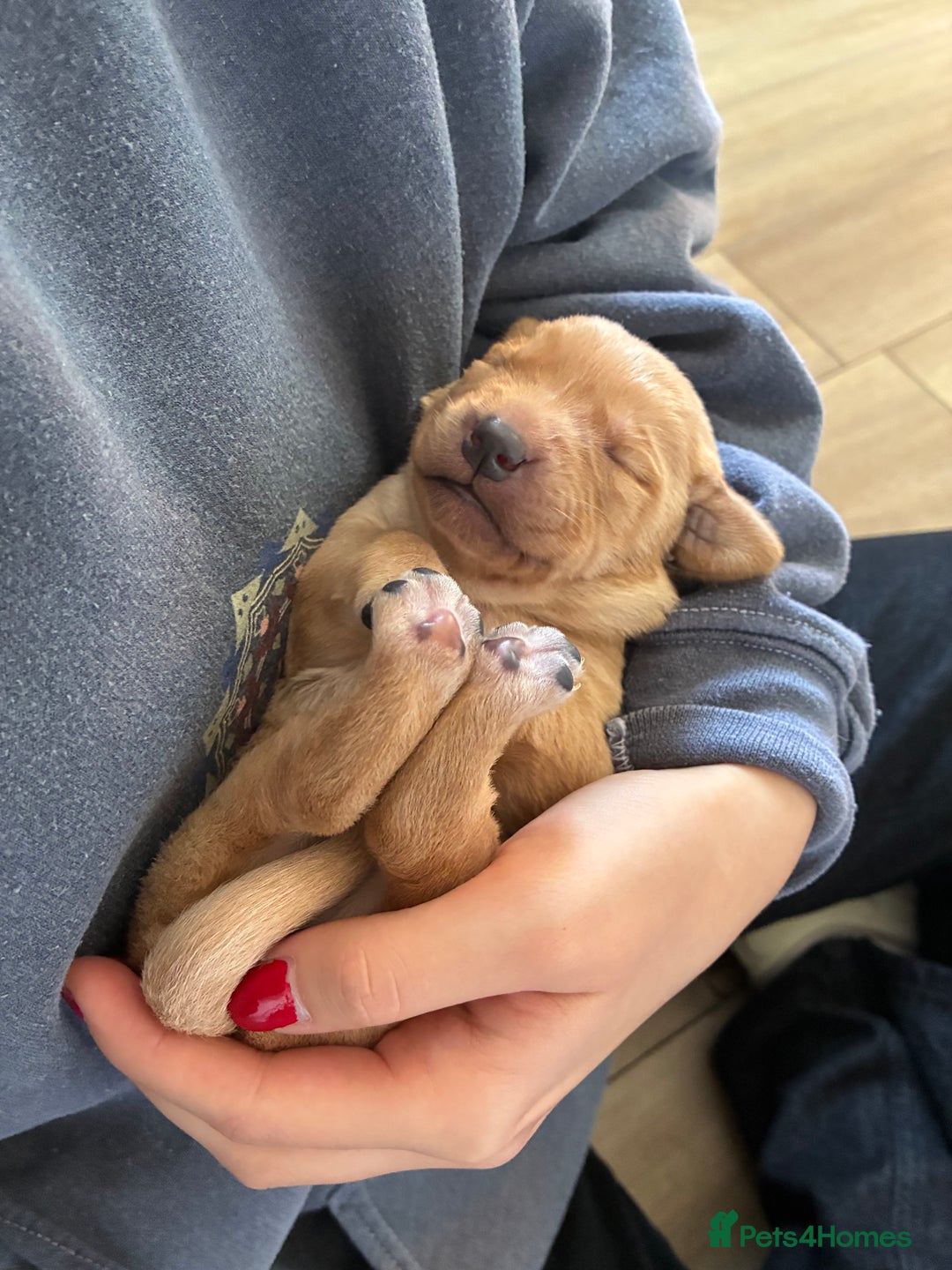 Labrador Retriever dogs for sale: Golden and Fox Red Labrador Retriever puppies - Image 1