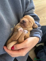 Labrador Retriever dogs - Advert 1