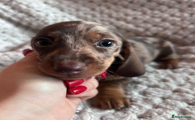 Miniature Dachshund dogs 3 gorgeous miniature dachshund girls  - Advert 2