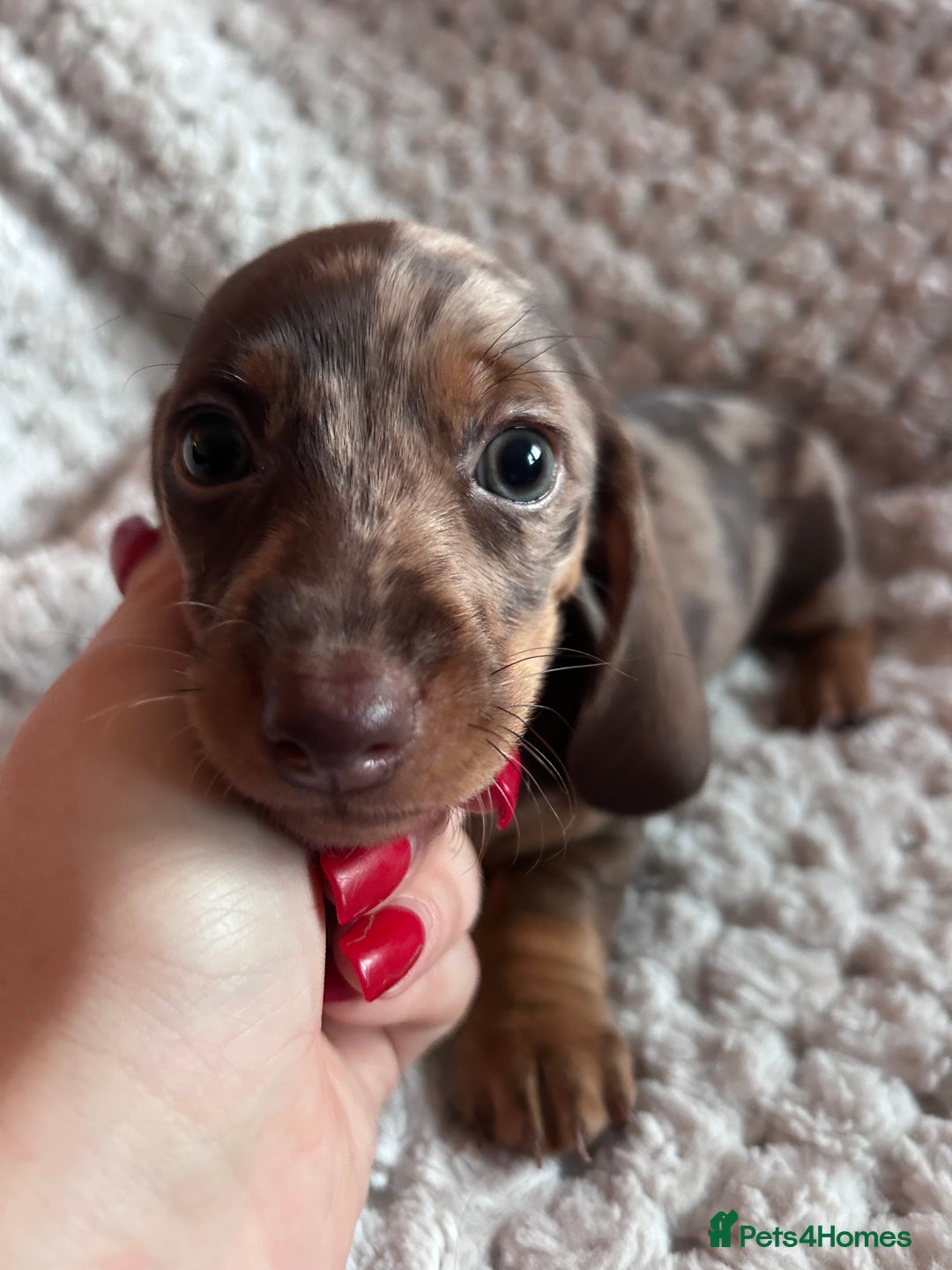 Miniature Dachshund dogs for sale: 3 gorgeous miniature dachshund girls  - Advert 1