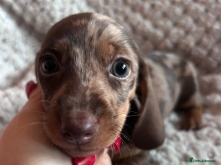 Miniature Dachshund dogs for sale: 3 gorgeous miniature dachshund girls - Advert 1