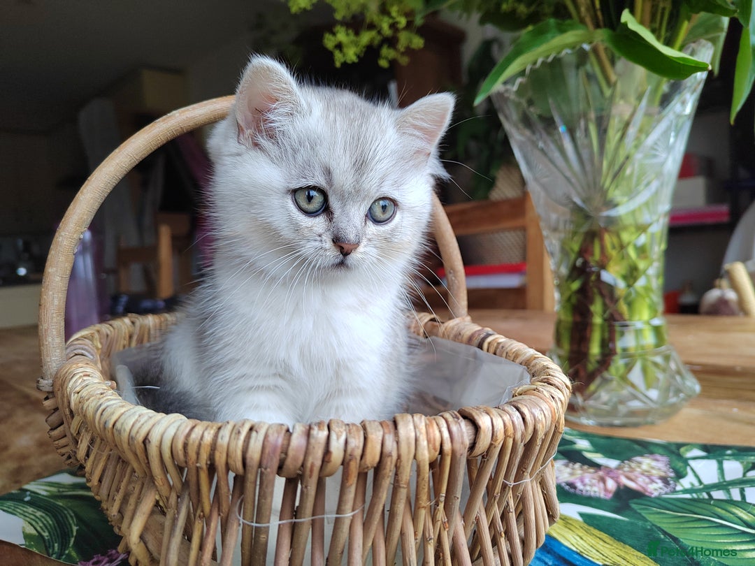 Scottish Fold cats for sale: Scottish Kittens 💜 - Image 28