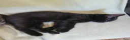 Domestic Shorthair cats for sale: Kittens in Grimsby - Advert 12