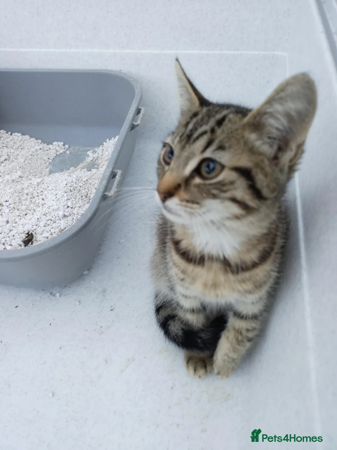 Siamese cats for sale: Siamese xx in Sheffield - Advert 6