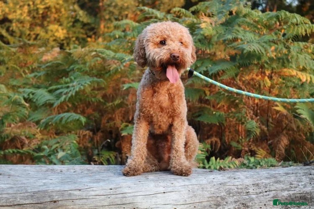 Cavapoo dogs for sale: F1 Cavapoos Ready 22nd December 🐾💕 - Advert 16