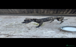 Lurcher dogs for sale: Saluki greyhound x collie greyhound  - Image 3