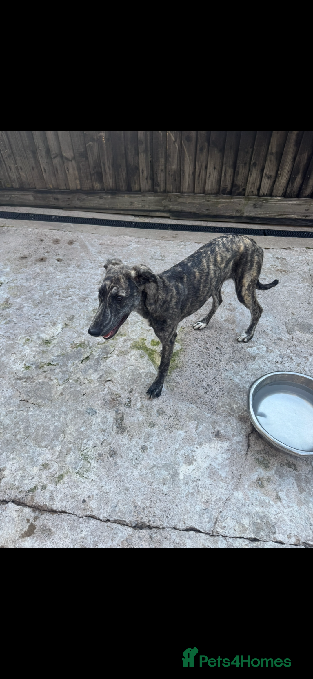 Lurcher dogs for sale: Saluki greyhound x collie greyhound  - Image 3