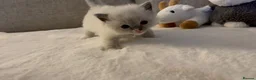 Ragdoll cats for sale: Ragdoll Babies ❤️ - Advert 13