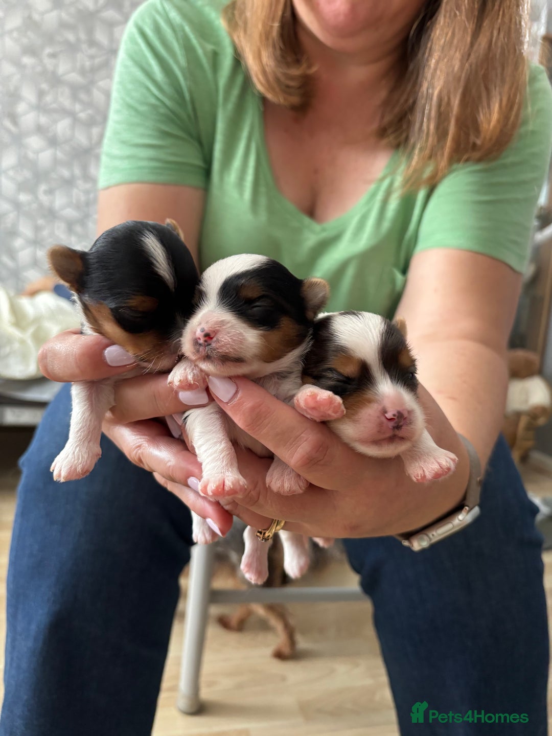 Yorkshire Terrier dogs for sale: Beautiful Yorkshire biewer terrier - Image 1