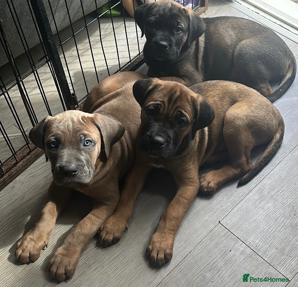 Cane Corso dogs 4 Beautiful cane Corso puppies 1 girl 3 boys  - Advert 17