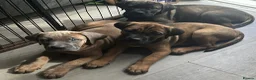 Cane Corso dogs for sale: Ready now 4 beautiful caneCorso pups - Advert 1
