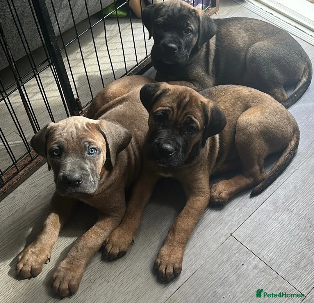 Cane Corso dogs for sale: Ready now 4 beautiful caneCorso pups - Advert 1