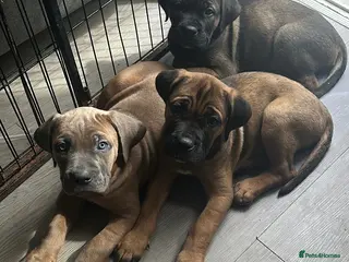 Cane Corso dogs Ready now 4 beautiful caneCorso pups - Advert 1