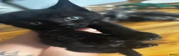 Mixed Breed cats for sale: Two black kittens  - Advert 9